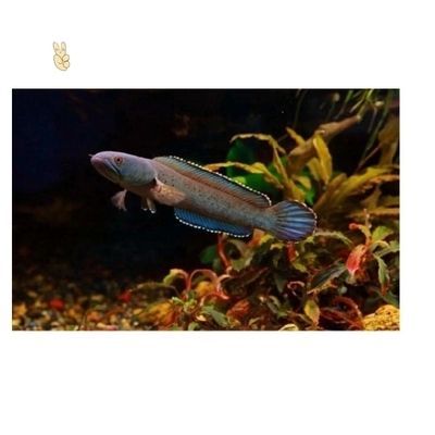 雷龍魚是不是淡水魚(雷龍魚是不是淡水魚呢)