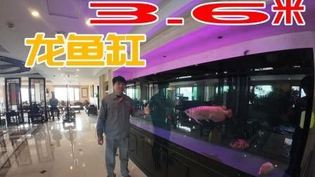 金龍魚壽命