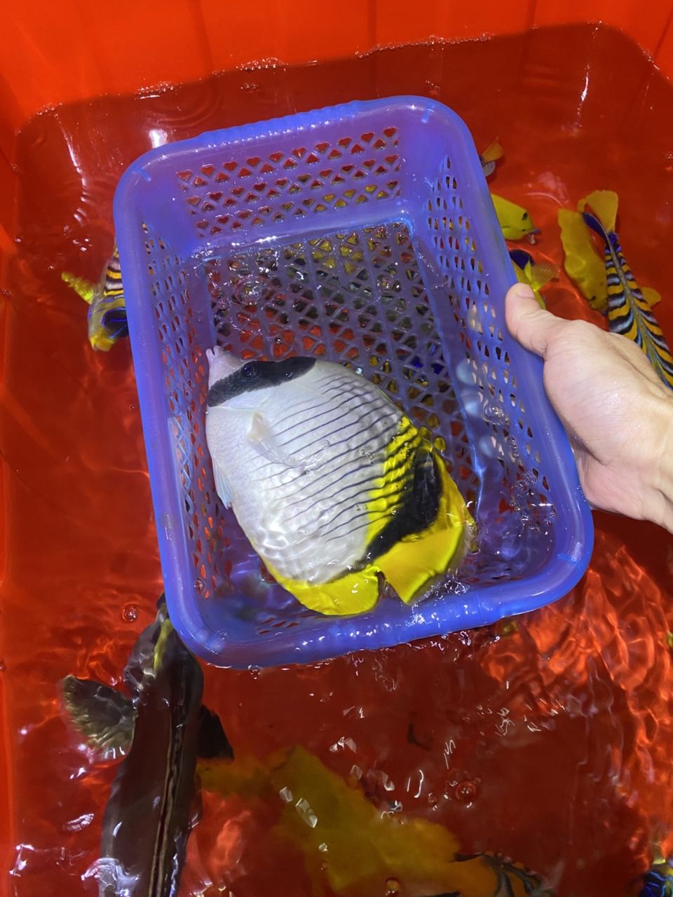 各種手捕觀賞魚