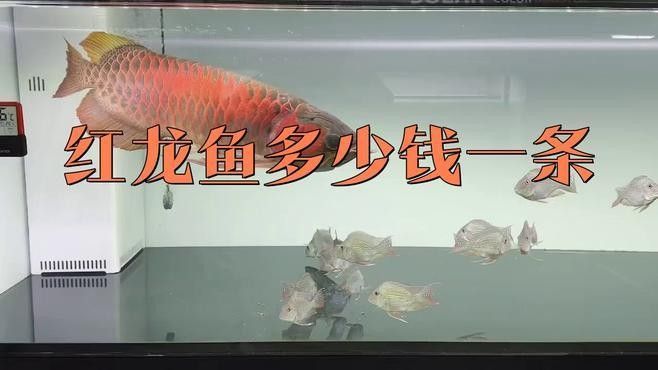 威海紅龍魚屬于什么檔次