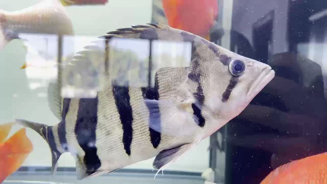 新魚入缸，大吉大利！