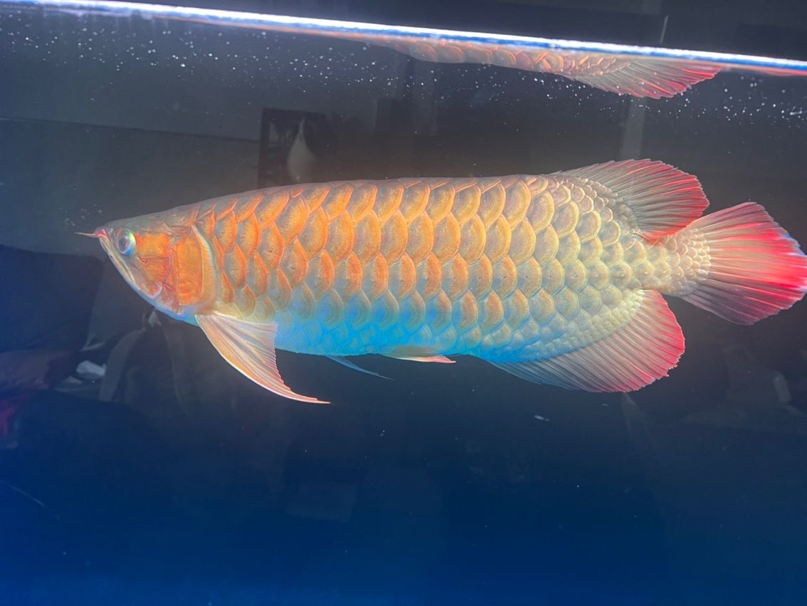有龍魚群嗎？加個群學習下