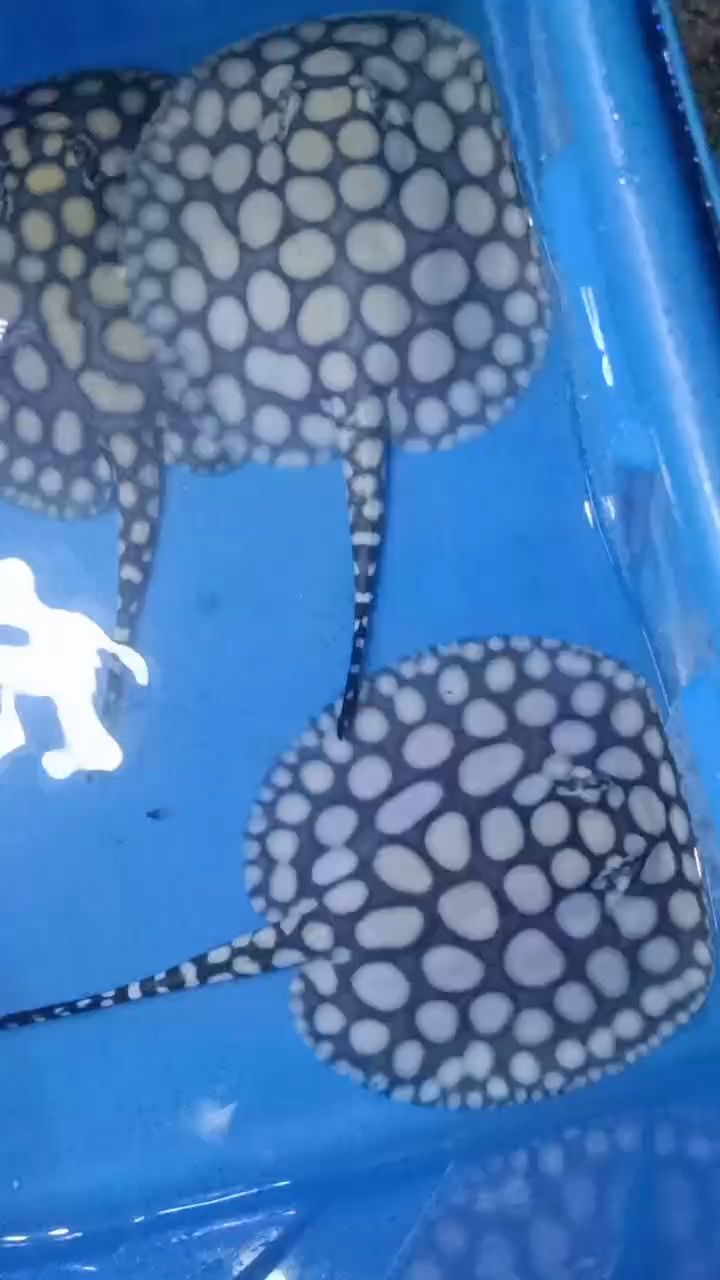 魚缸怎么提高水質和質量，如何提高魚缸的水質和質量，如何讓魚缸的水清澈透亮