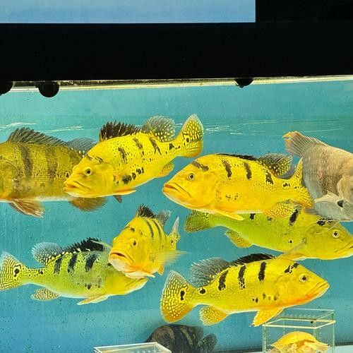 巴西亞魚和帝王三間哪個好 巴西亞魚和帝王三間哪個好 觀賞魚百科 第1張