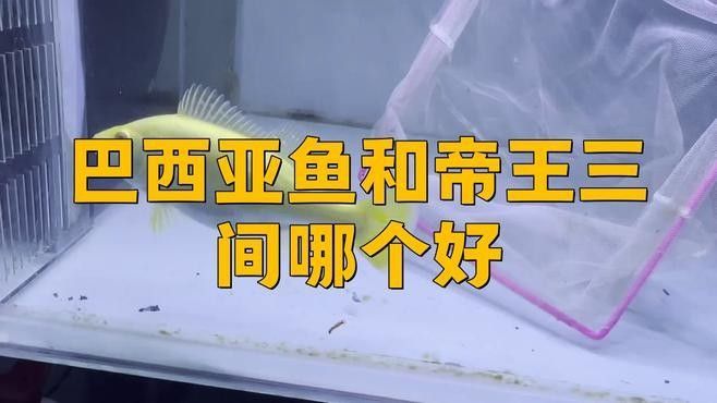 巴西亞魚和帝王三間哪個好 巴西亞魚和帝王三間哪個好 觀賞魚百科 第7張