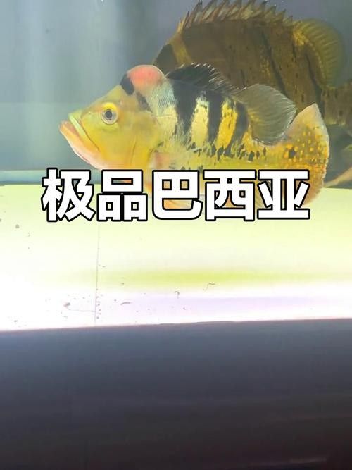 巴西亞魚和帝王三間哪個好 巴西亞魚和帝王三間哪個好 觀賞魚百科 第3張