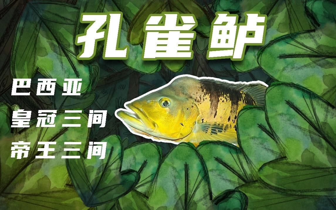 巴西亞魚和帝王三間哪個好 巴西亞魚和帝王三間哪個好 觀賞魚百科 第8張