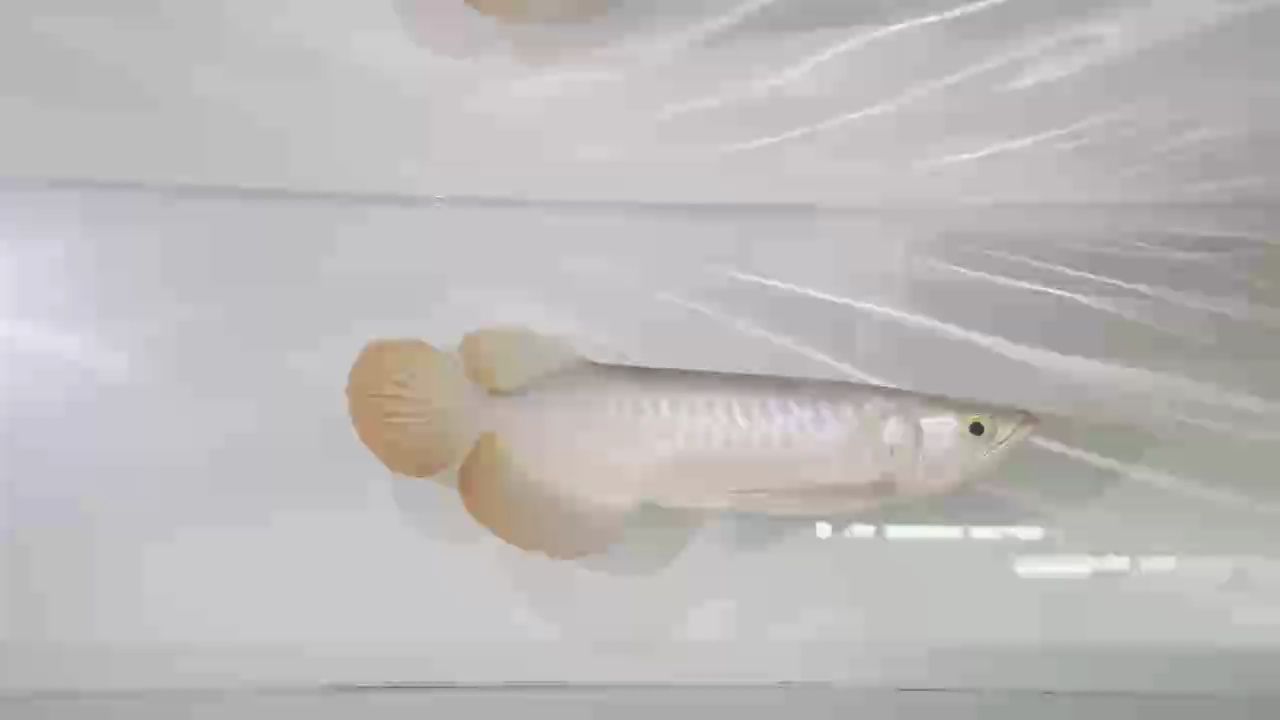 原相機(jī)能抗能打 9999
