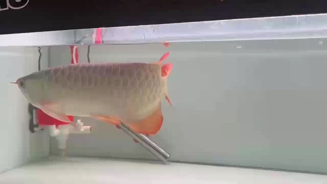 更新