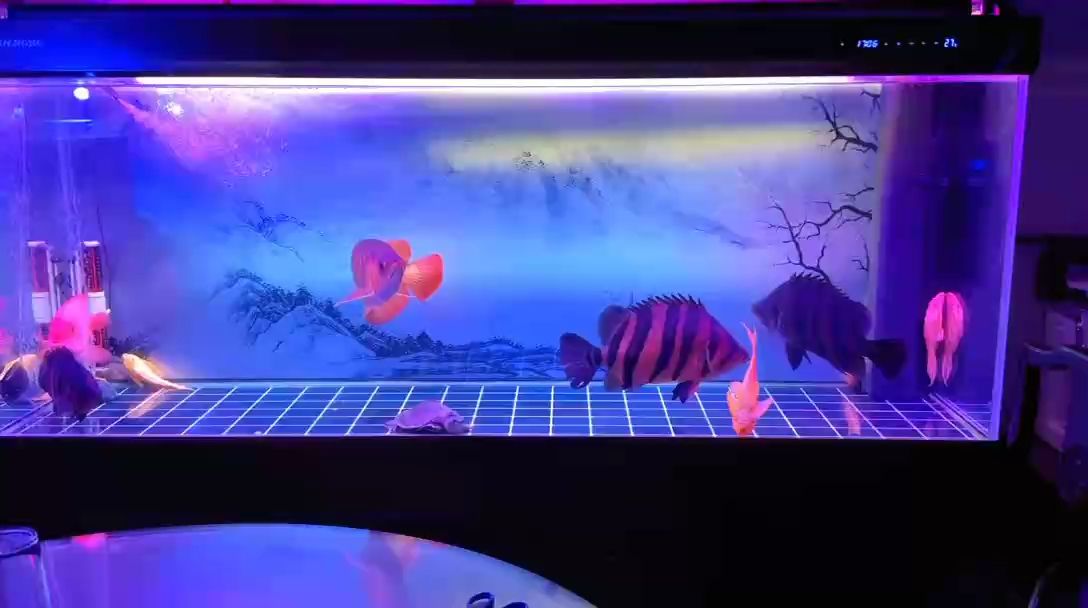 把紫色燈開起來