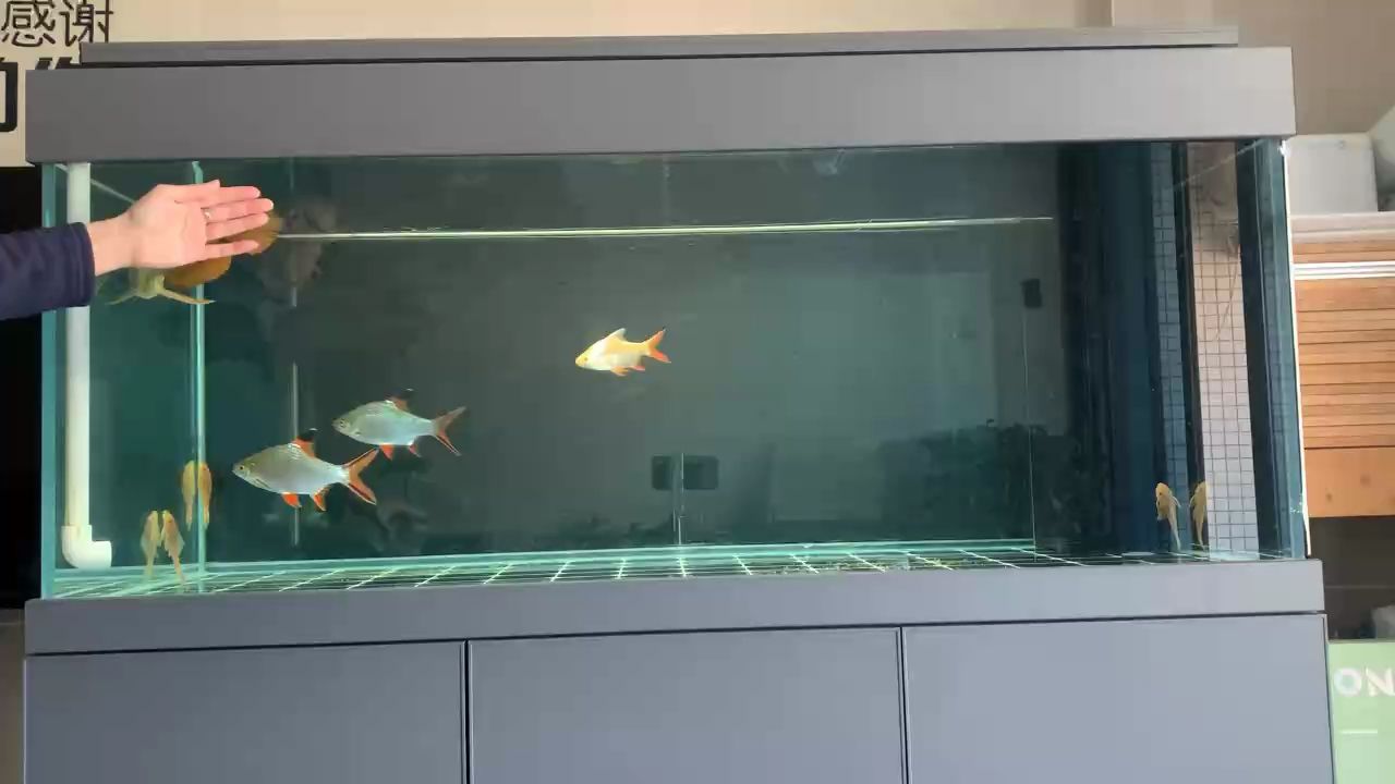 先逗后喂