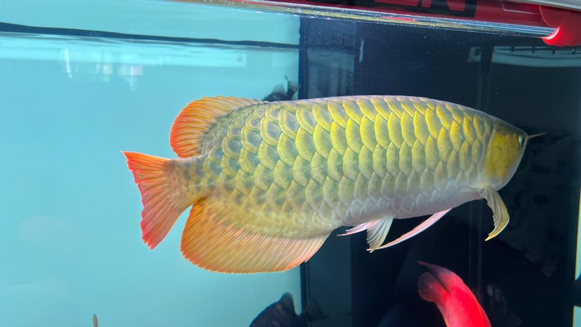 各位大佬幫忙看看,這是不是正經紅龍! 龍魚論壇 第4張 各位大佬幫忙看看,這是不是正經紅龍! 各位大佬幫忙看看,這是不是正經紅龍! 龍魚論壇 第4張