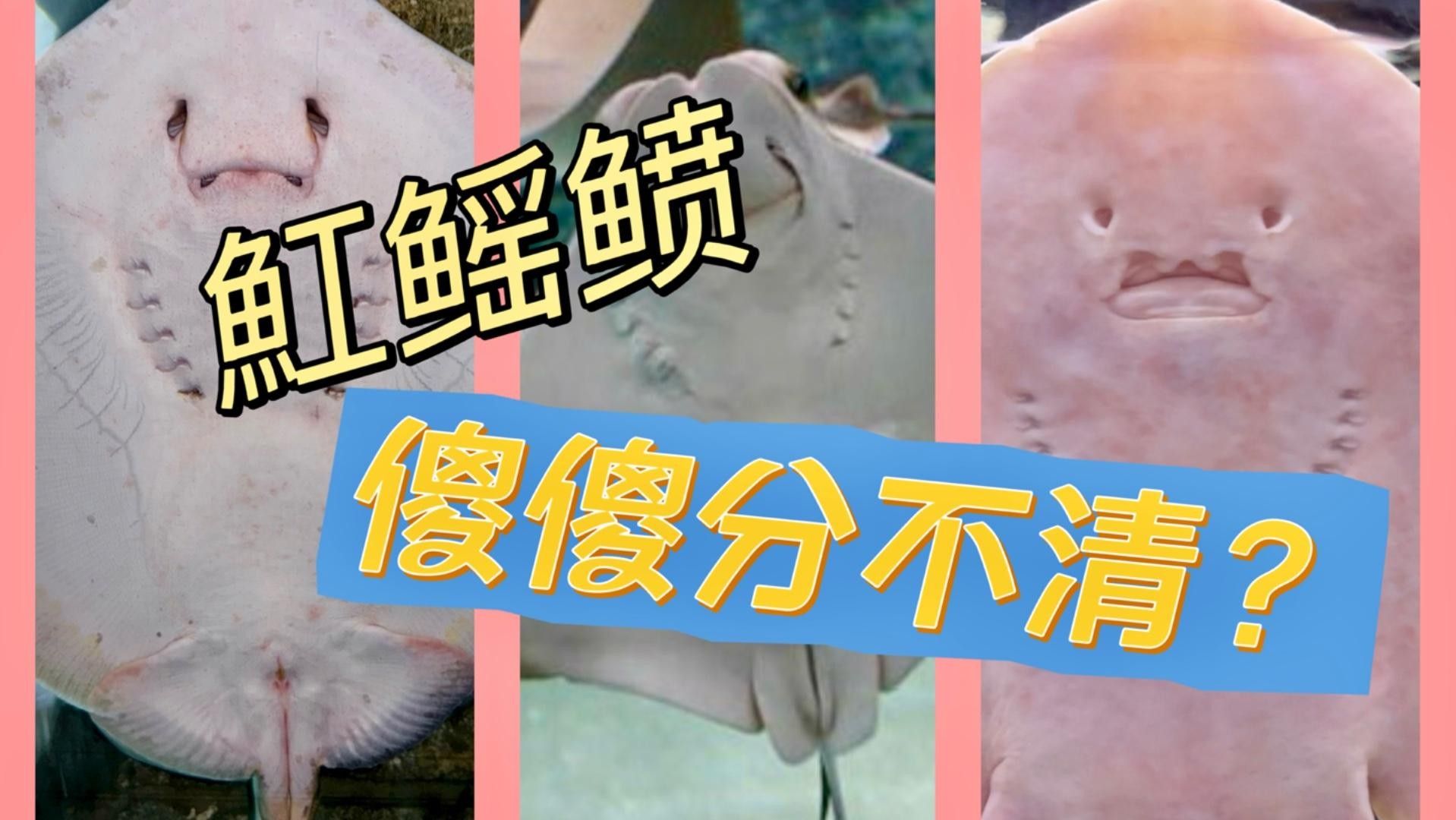 魟魚和蝠鲼的區別