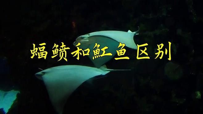 魟魚和蝠鲼的區別