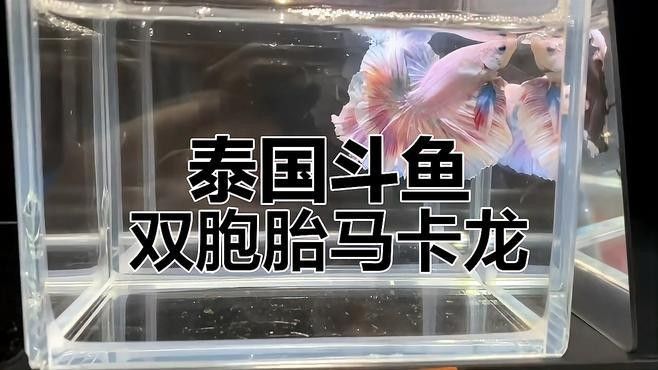 馬卡龍魚是什么魚 馬卡龍魚是什么魚 觀賞魚百科 第1張