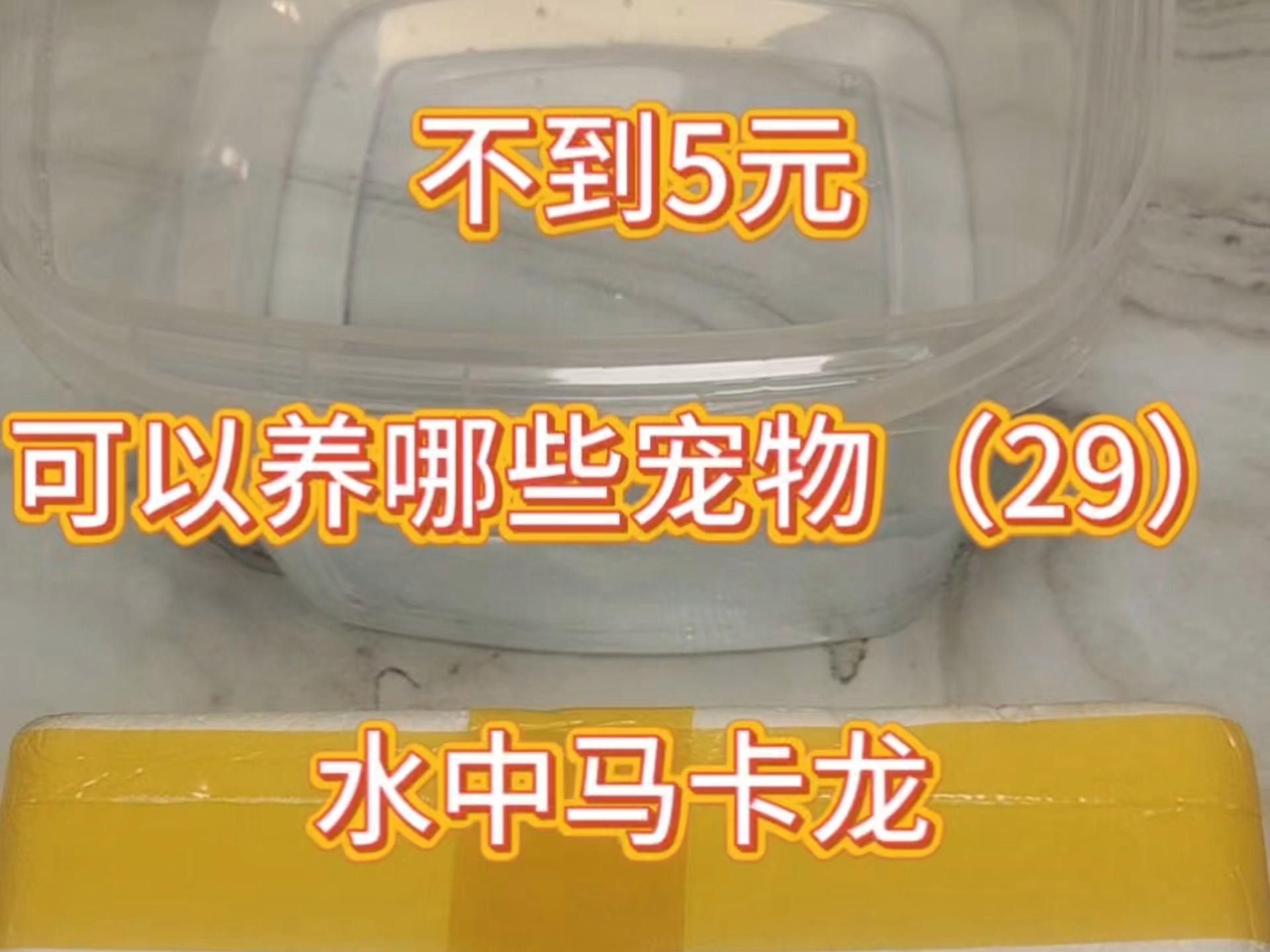 馬卡龍魚是什么魚 馬卡龍魚是什么魚 觀賞魚百科 第3張