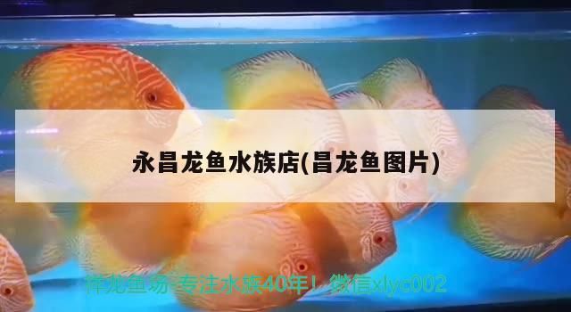 永昌龍魚水族店(昌龍魚圖片)