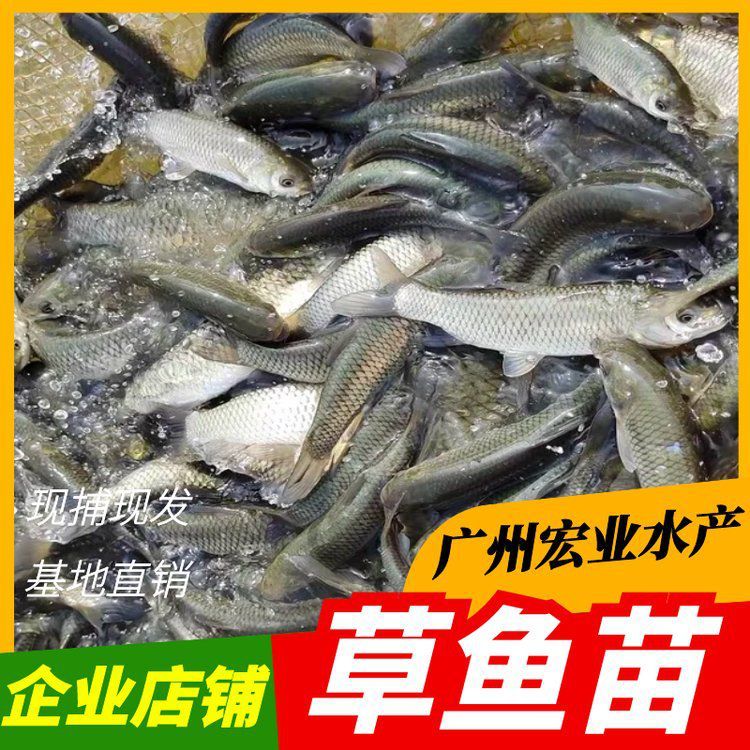 給我推薦一些價格適中的龍魚魚苗