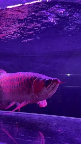 戰車紅龍魚屬于什么檔次 戰車紅龍魚屬于什么檔次 觀賞魚百科 第6張
