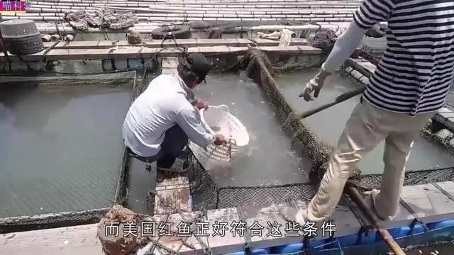 美國(guó)紅魚(yú)廣西