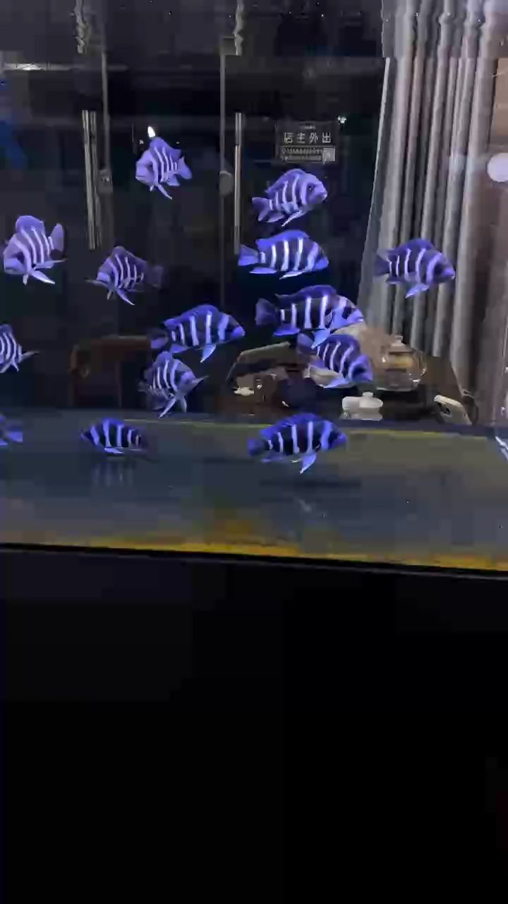 透缸記錄薩伊藍 透缸記錄薩伊藍 龍魚論壇
