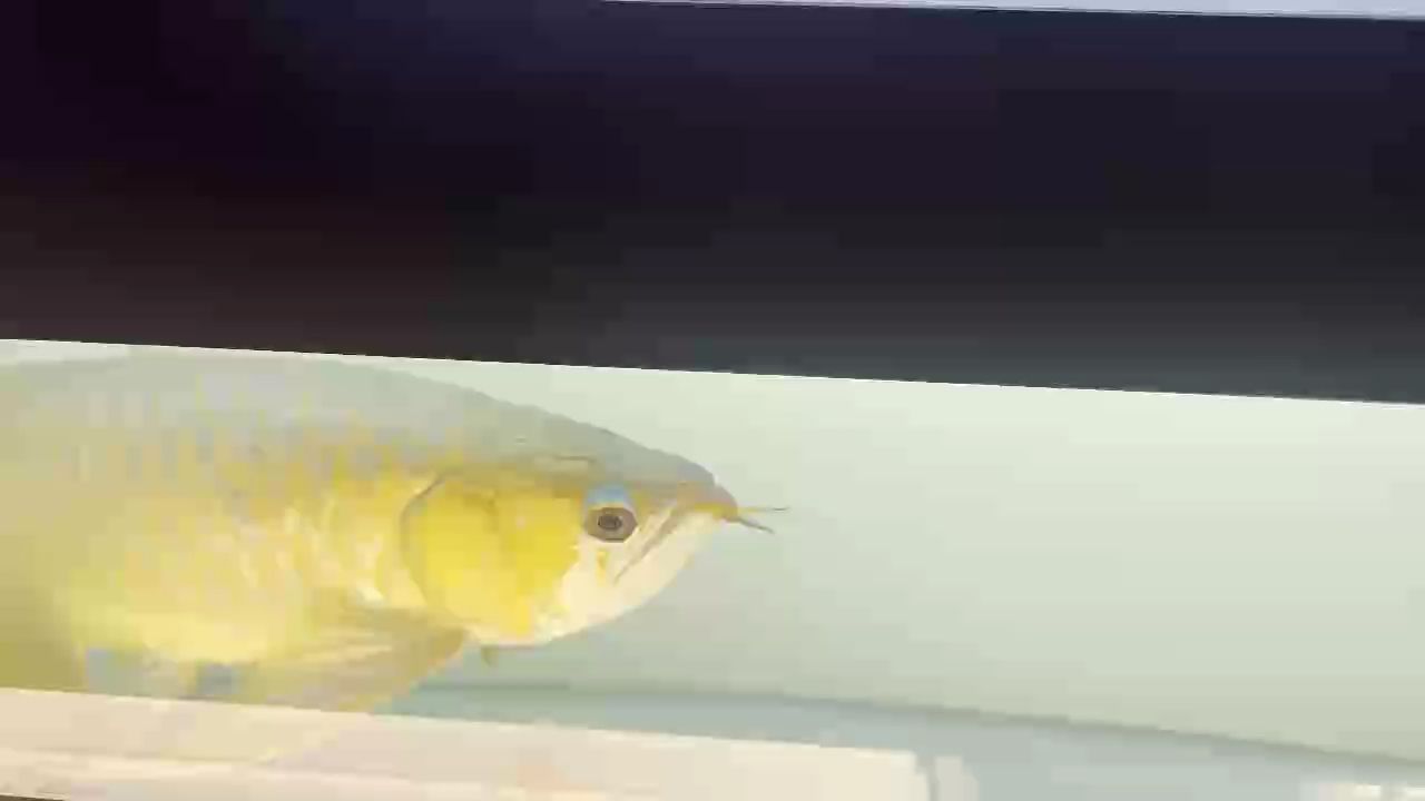 紅龍魚用黃燈烤有用嗎 等鱗片恢復(fù) 龍魚論壇 等鱗片恢復(fù) 等鱗片恢復(fù) 龍魚論壇
