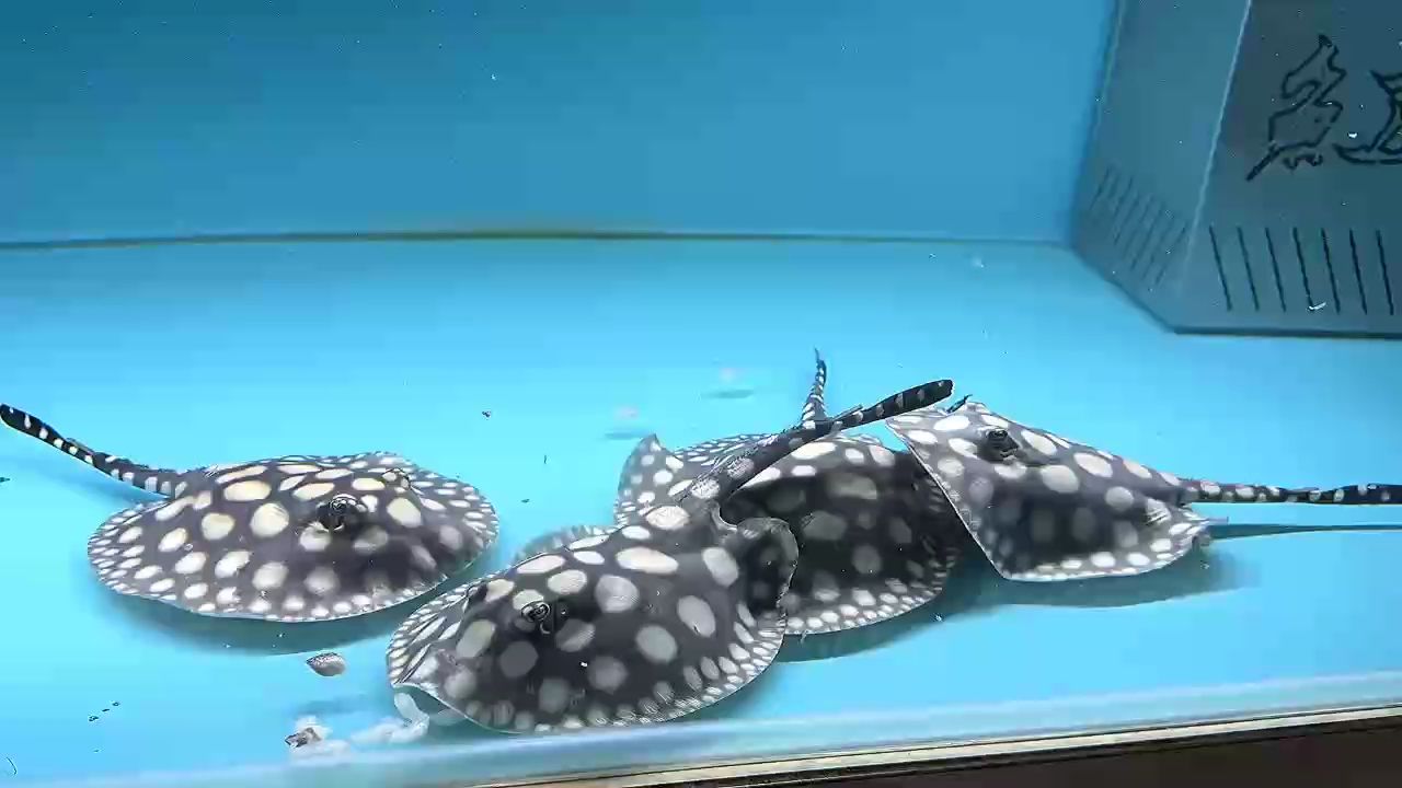 喂魚真的超級治愈
哎呀??，你沒有魚，和你說不明白[haha]