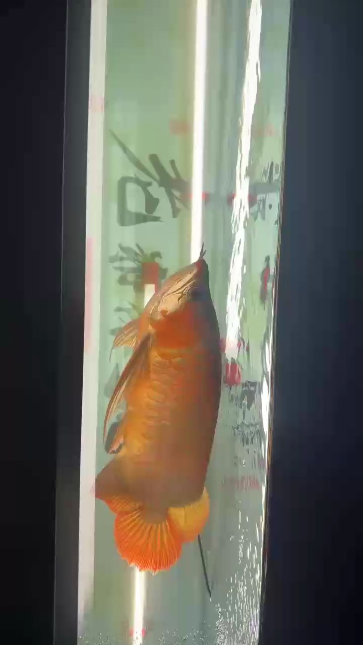 到家一年300天，側燈開始搞起，期待大紅
