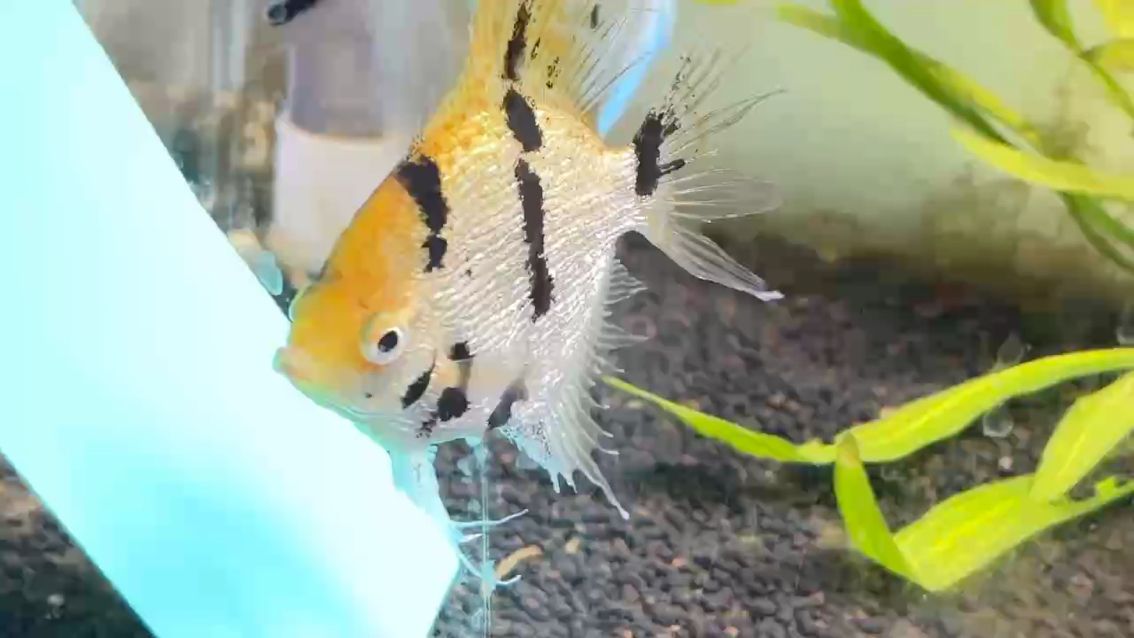 這是怎么啦 這是怎么啦 龍魚論壇