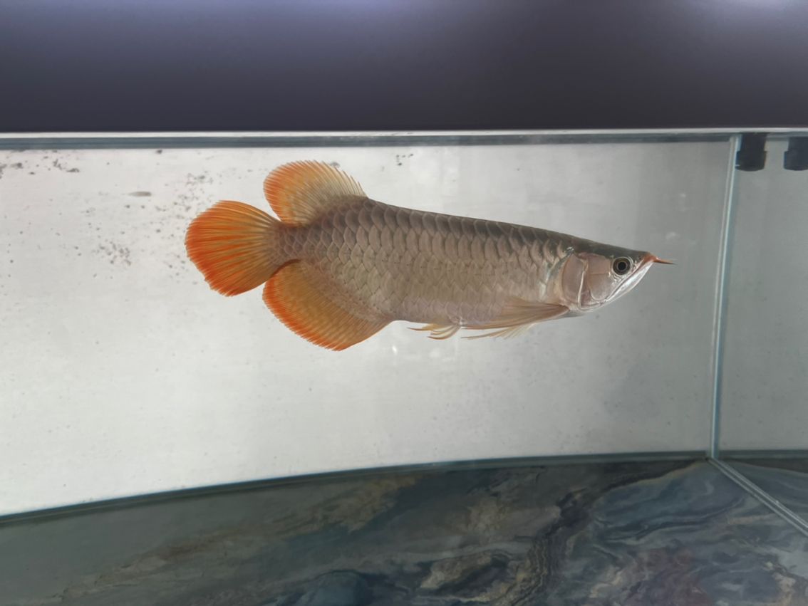 5個月的成長 5個月的成長 龍魚論壇 第4張