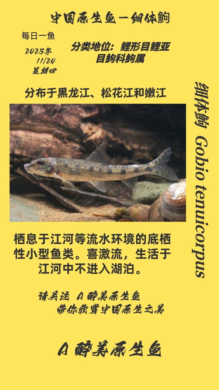 細體鮈