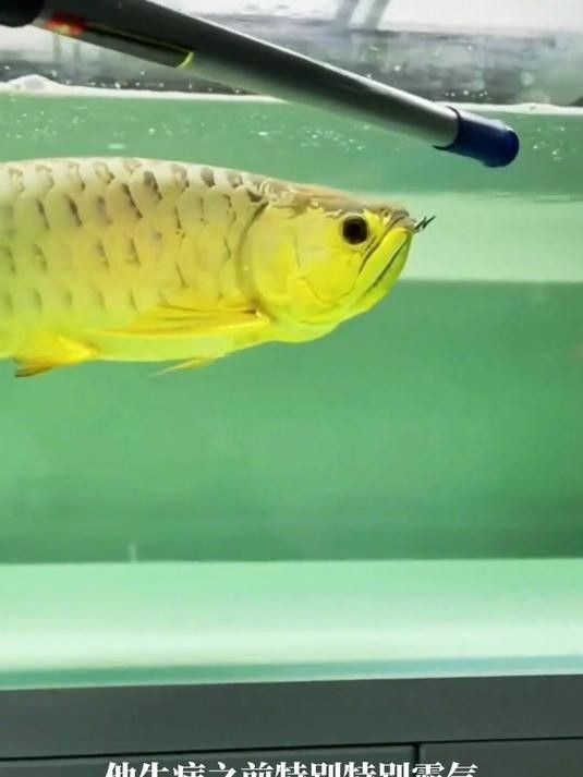 小金龍魚圖片