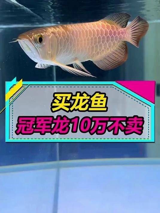小金龍魚圖片