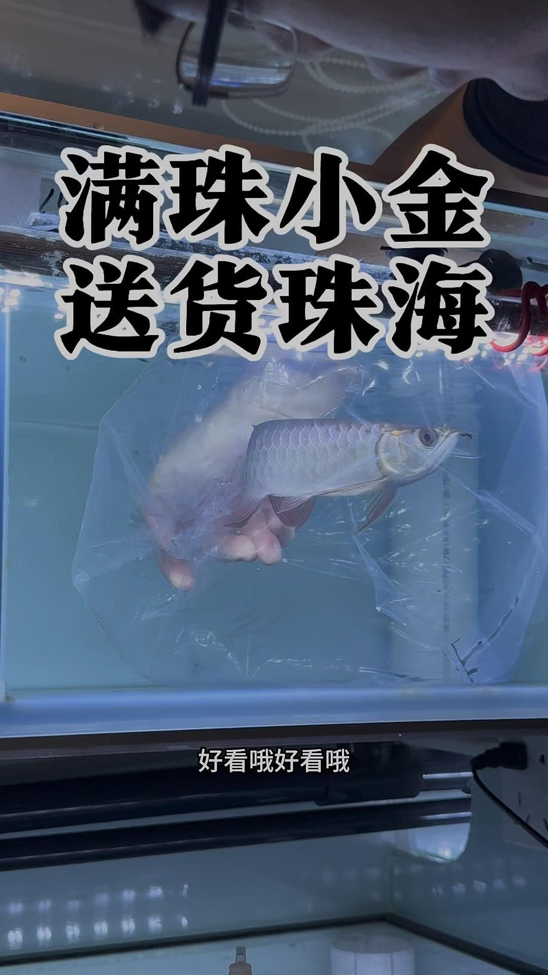 小金龍魚圖片
