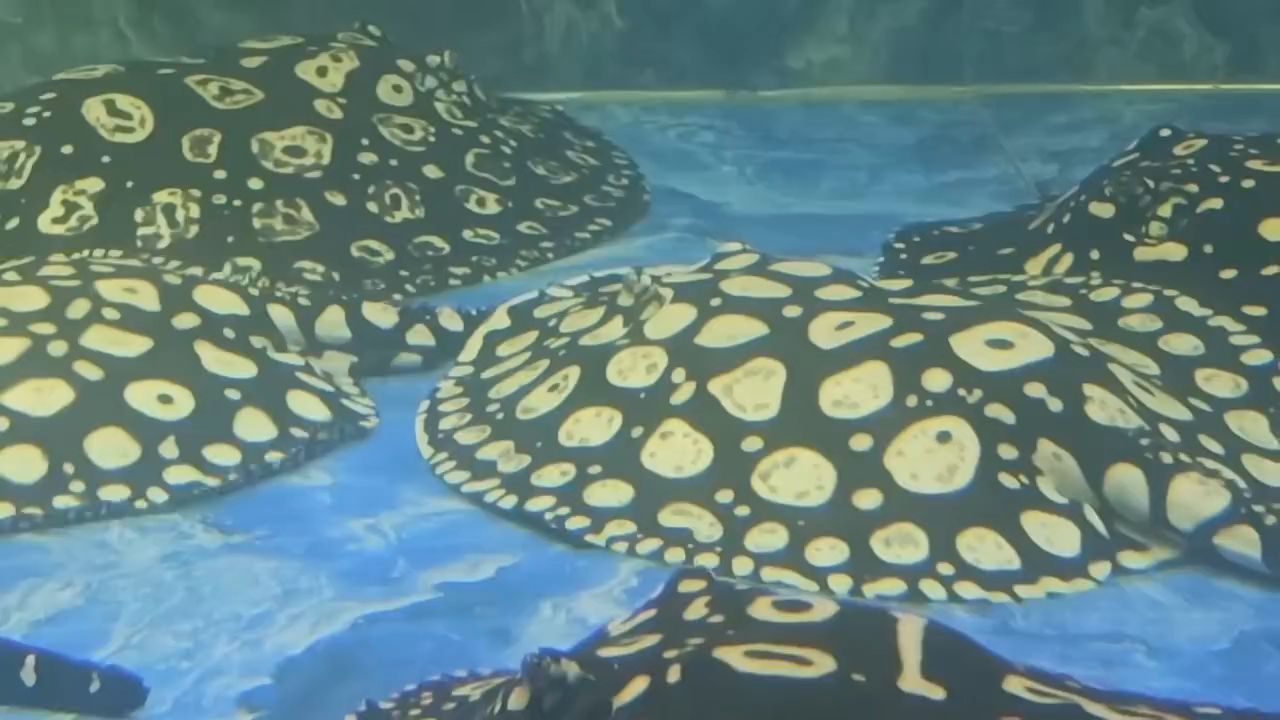早安