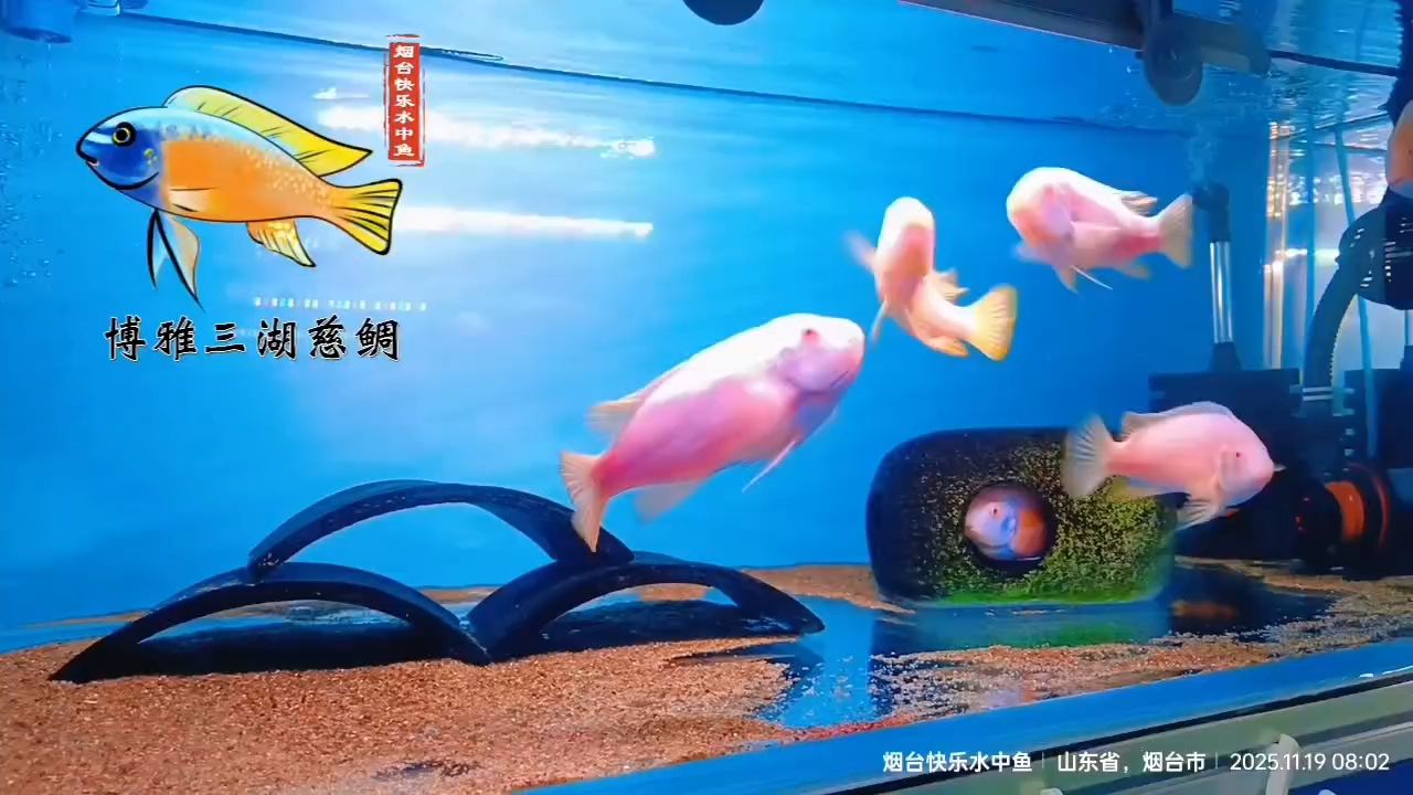 養魚人的日常