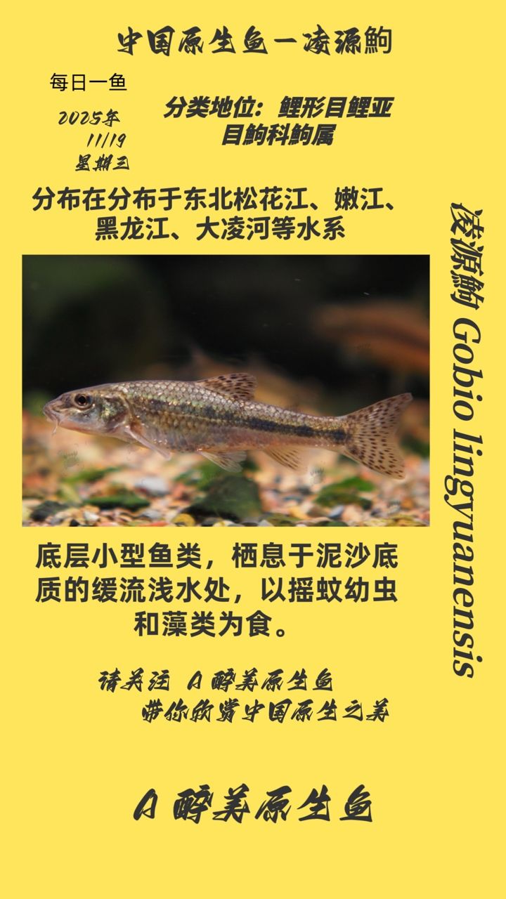 凌源鮈