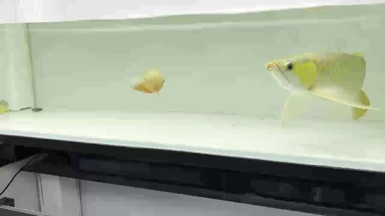 12888大扇尾硬骨
