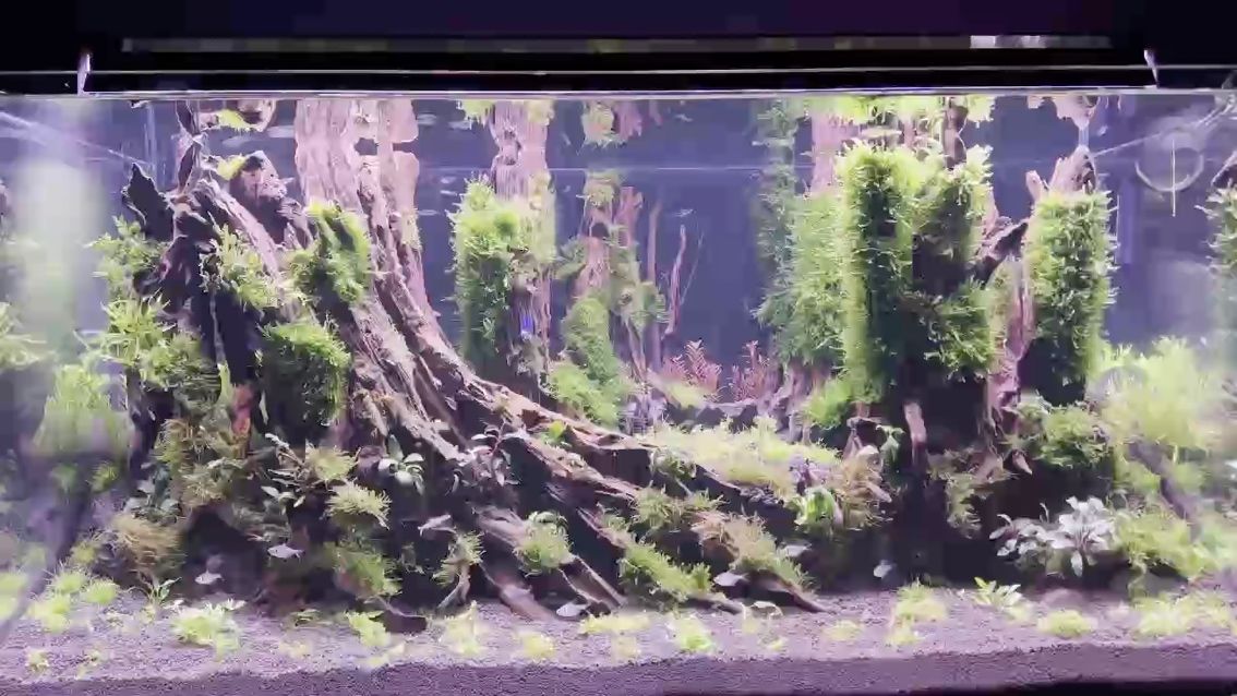 水質變化真快