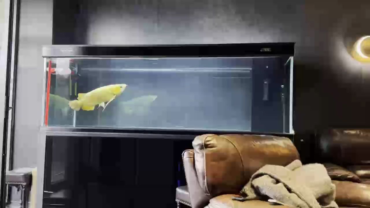 很黃很暴力 很黃很暴力 龍魚論壇