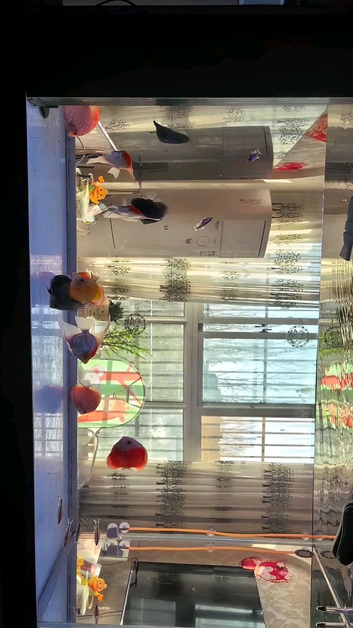 不追求完美的品相了，便宜點就當個樂子了。