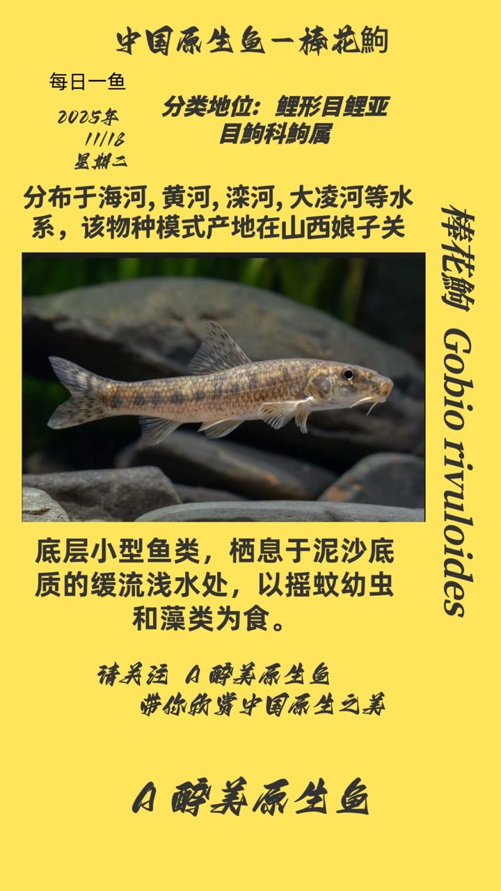 棒花鮈