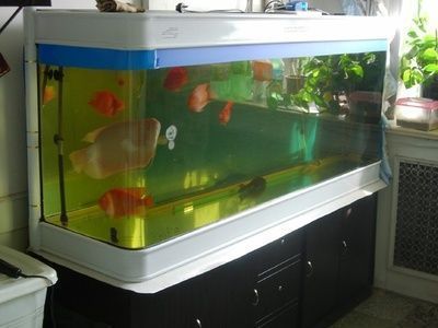沈陽觀賞魚養殖場在哪個位置好(沈陽觀賞魚養殖場在哪個位置好呢)