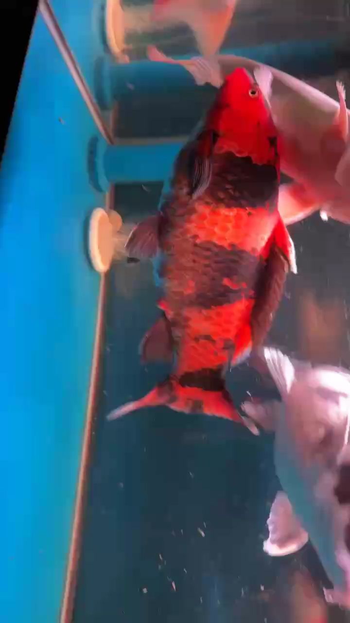 天氣降溫啦 天氣降溫啦 龍魚論壇