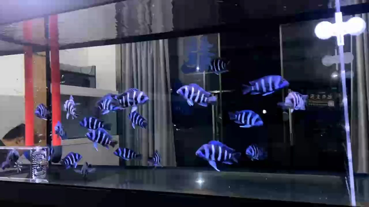 龍魚缸，養薩伊藍的第n天,記錄龍魚缸，（探索感覺的細微差別）