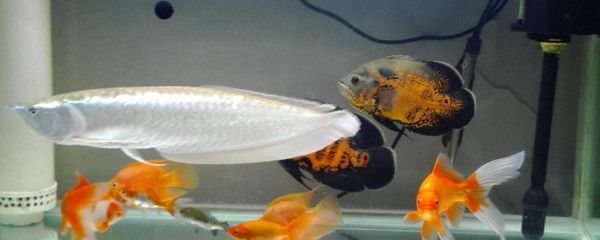 龍魚的寄生蟲病圖片大全大圖真實（龍魚的寄生蟲病圖片大全大圖真實高清） 龍魚的寄生蟲病圖片大全大圖真實（龍魚的寄生蟲病圖片大全大圖真實高清） 觀賞魚百科