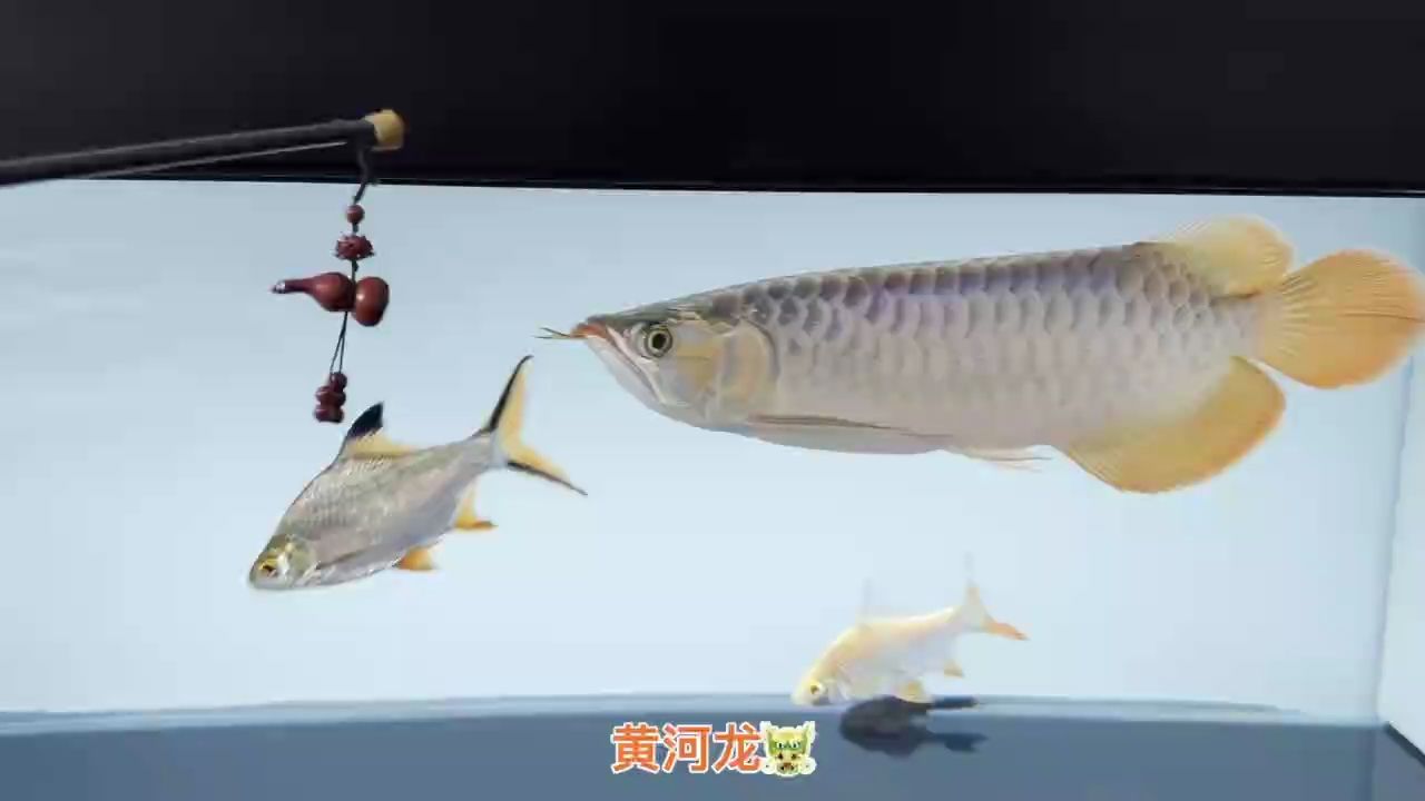 嘴型翹，綠底，硬骨鰭尾，鰭尾拉白明顯，后