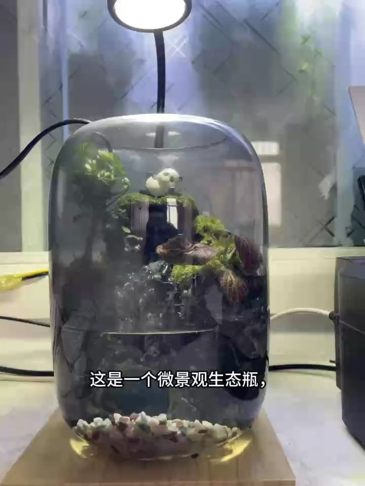 景觀生態瓶的設計旨在吸引對自然感興趣的人并教育公眾關于生態系統的重要性（微景觀生態瓶的設計）