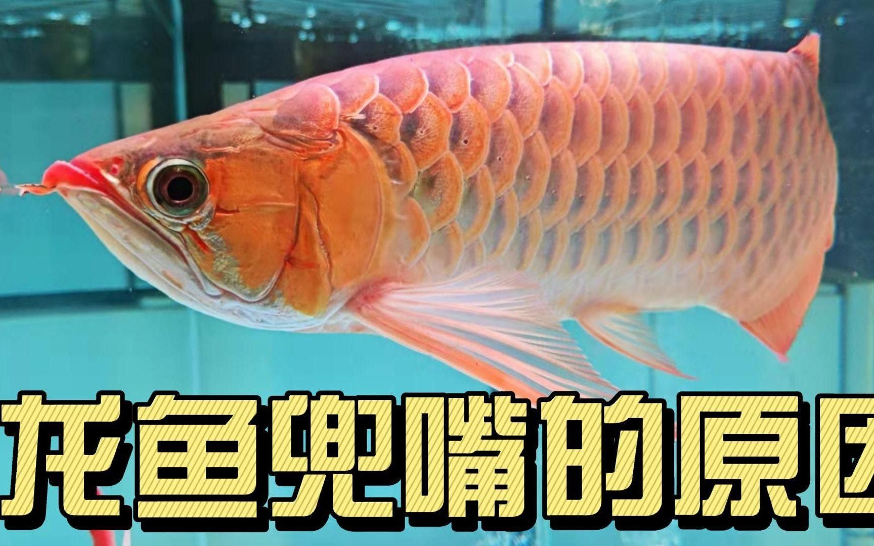 龍魚下顎鼓起來是怎么回事？（龍魚下顎鼓起可能是由多種原因引起的，以下可能是由多種原因引起的）