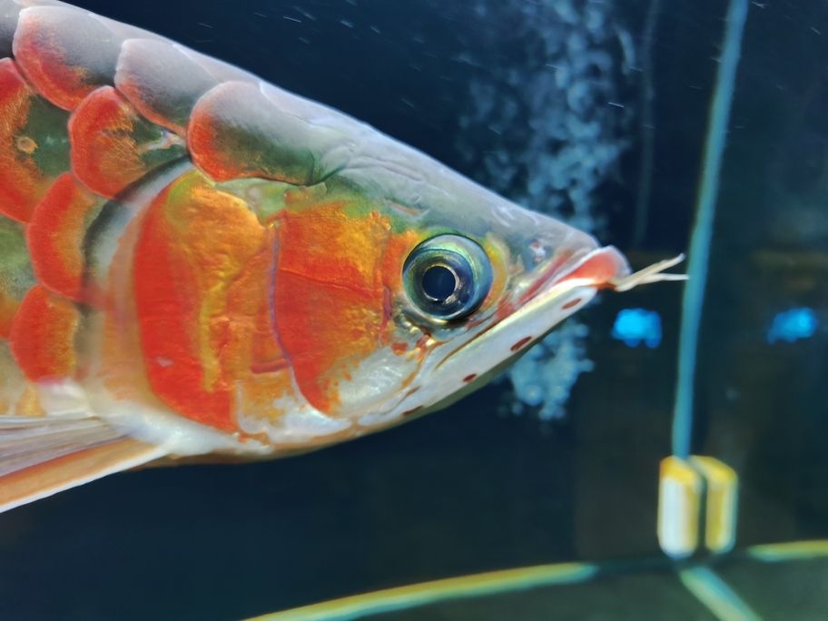 魚缸成長記，自從搬入新家兩年，我養的金魚從30公分長到55公分（我的魚缸成長記）